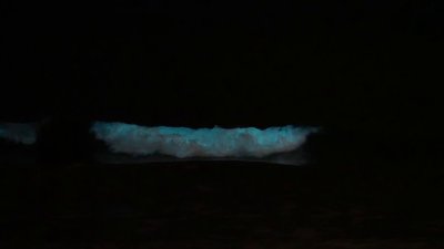 Blue waves are back: Bioluminescence seen at Torrey Pines Beach