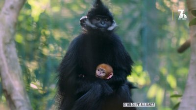 Bright orange baby monkey, François' langur, born at San Diego Zoo