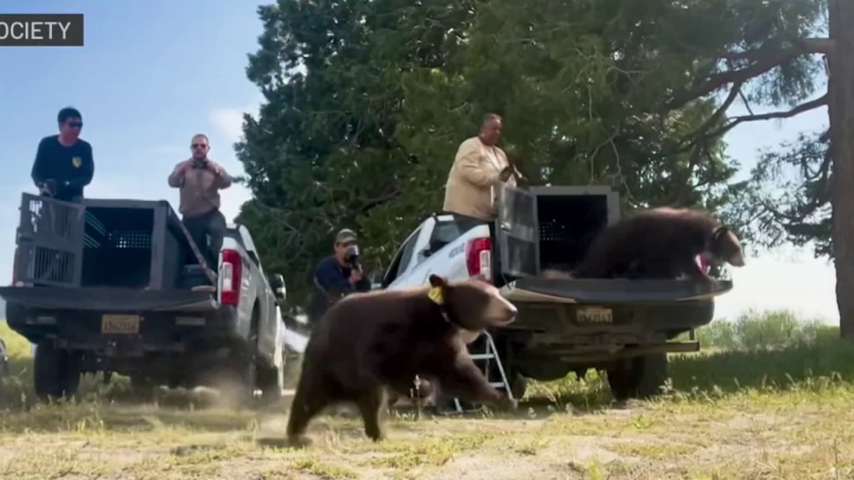 Orphaned black bear siblings return to the wild after stay at Ramona