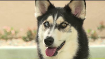 HBO's ‘Direwolf' trend has huskies overcrowding San Diego shelters