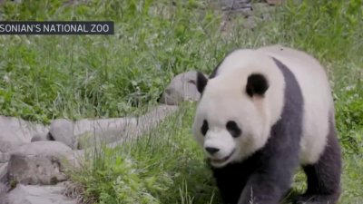 Pandas to return to DC's National Zoo