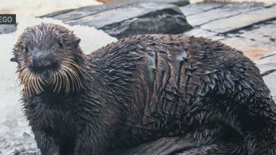Rescued sea otter pup is new ambassador at SeaWorld San Diego
