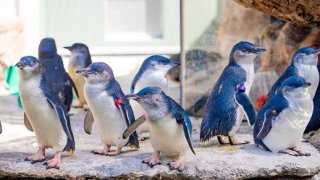 Birch's Penguin Care Team worked to provide each chick with individual care, from recording observations to adjusting breeding plans.