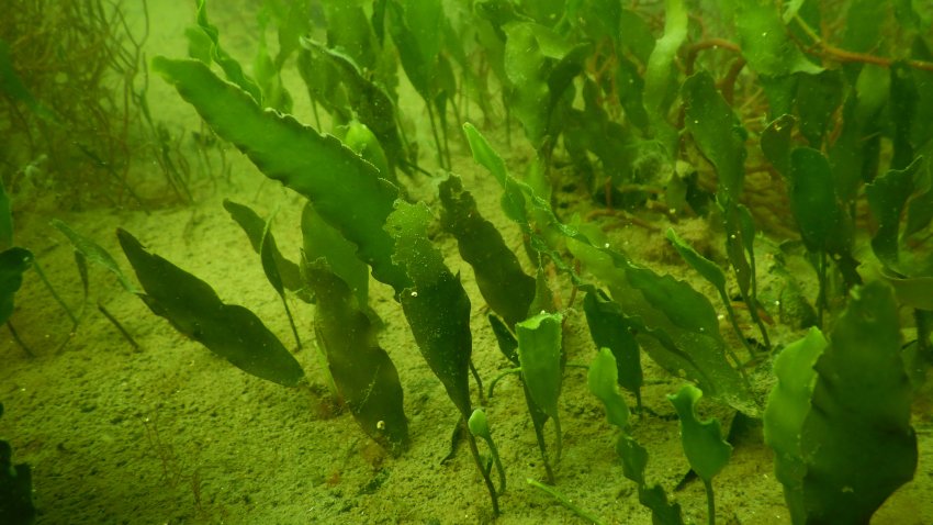 The Port of San Diego, along with the Southern California Caulerpa Action Team (SCCAT), the City of Coronado, and the Coronado Cays Homeowners Association (CCHOA), are responding to the discovery of an invasive seaweed scientifically known as Caulerpa prolifera in the Coronado Cays area of San Diego Bay. The algae is bright green and consists of a number of blades linked by underground runners (stolons), which attach to the substrate with small root-like structures (rhizoids).