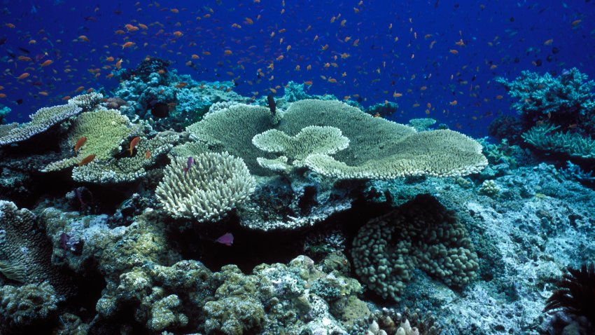 Great Barrier Reef, north-east of Port Douglas, Queensland, Australia, Western Pacific Ocean Coral, mostly of the genus Acropora (