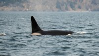 Man is fined after trying to ‘body slam' killer whale