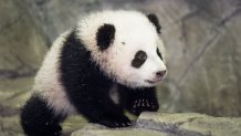 Bao Bao, the Giant Panda cub is seen by the media for the first time January 6, 2014 inside his glass enclosure at the Smithsonian's National Zoo in Washington, DC, a few days before going on display to the general public. Bao Bao was born at the Smithsonian's National Zoo August 2, 2013. AFP Photo/Paul J. Richards (Photo credit should read PAUL J. RICHARDS/AFP via Getty Images)
