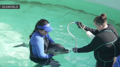 SeaWorld San Diego rescues injured dolphin calf, names him ‘Cardiff'