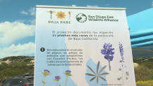 Botanists and citizen scientists armed with the iNaturalist app on their smartphones are recording the biodiversity along the U.S.-Mexico border. Called the Border Bioblitz, more than 1,000 volunteers are recording as many species as possible in May. Botanist Sula Vanderplank says the endeavor started when the former Trump administration added hundreds of miles of border walls including through the biodiversity hotspot of Baja California.