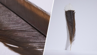 Rare feather of extinct New Zealand bird fetches $28,000 at auction, making it the most expensive in the world