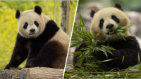 Giant pandas are returning to Smithsonian National Zoo in DC