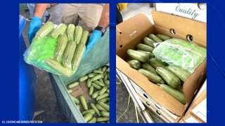Federal officers staffing Otay Mesa Port of Entry discovered a haul of more than five tons of methamphetamine concealed in a shipment of squash, authorities reported on May 22, 2024. (U.S. Customs and Border Protection)