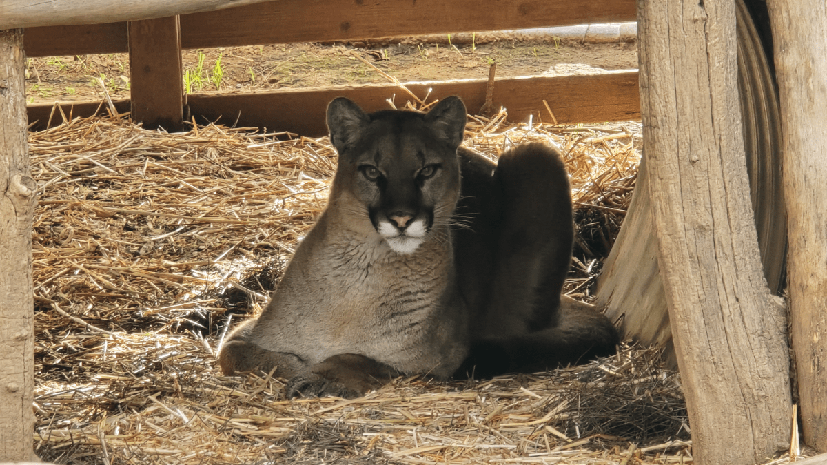 Mountain lion hit by car returns to wild after recovering at Ramona
