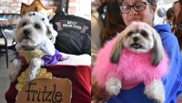 ‘Puppy Prom,' an adorable animal-championing fundraiser, to crown cats and canines