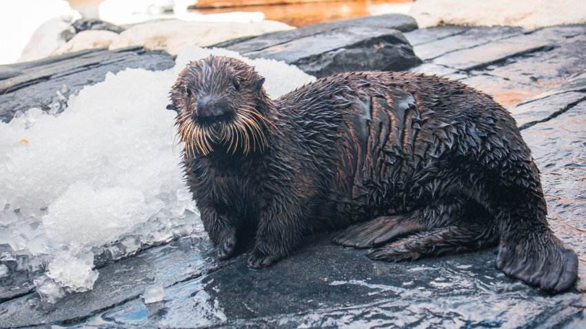 SeaWorld San Diego welcomes Rey, a rescued sea otter pup.