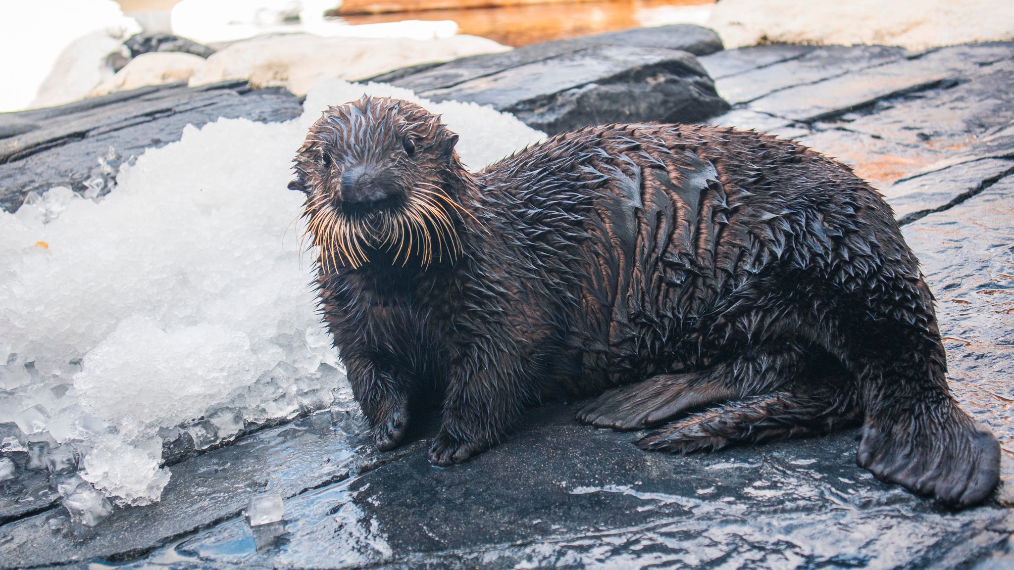 SeaWorld San Diego welcomes rescued sea otter pup – NBC 7 San Diego - Vimarsana News