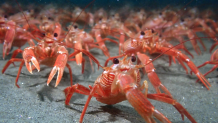 Tuna crabs at La Jolla Submarine Canyon on April 21, 2024.