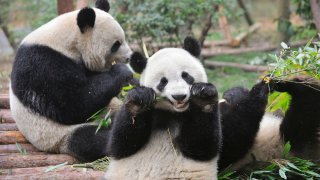 Giant pandas eating bamboo at Bifengxia Panda Base in Sichuan, China.