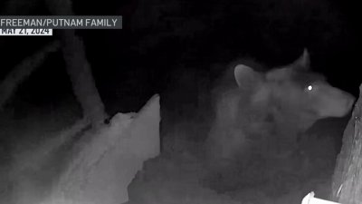 Rare black bear sighting caught on camera in North San Diego ...