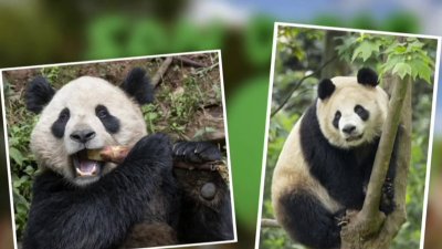 2 giant pandas prep for move from China to San Diego