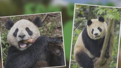 Giant pandas arrive at San Diego Zoo