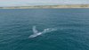 Blue whales are closer to San Diego's shore than usual and scientists are taking advantage