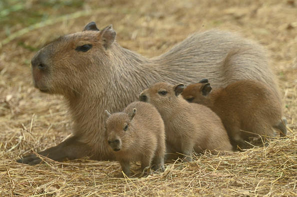 San Diego Zoo sends female capybara to breed in Florida – NBC 7