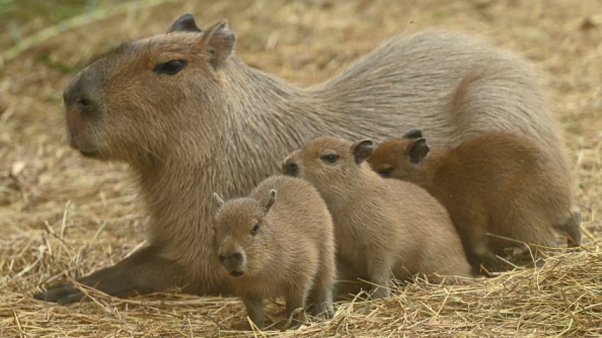 COLOMBIA-ZOO-ANIMAL-CAPYBARA