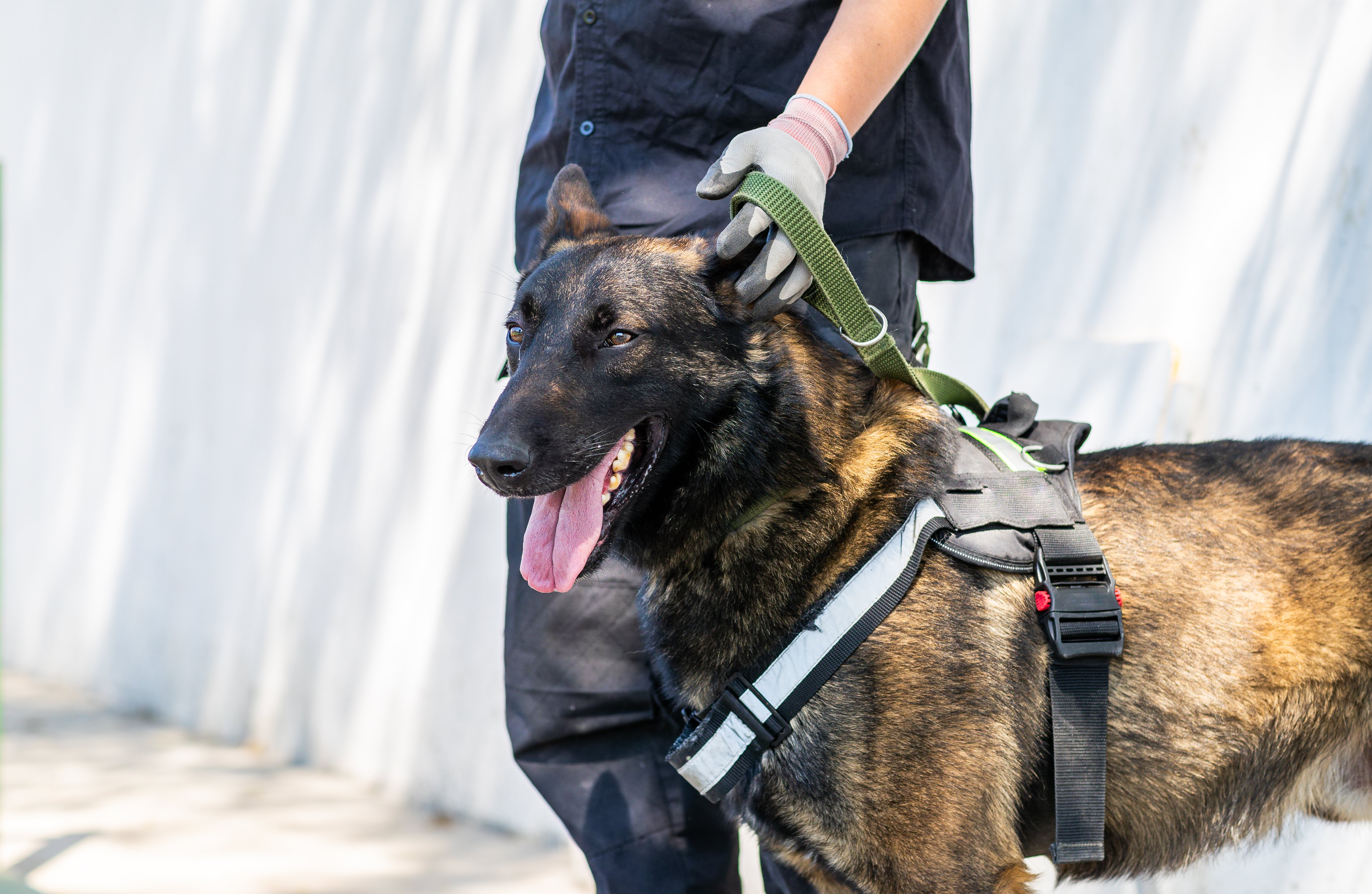 LA City Council rejects donation of police dogs - Vimarsana News