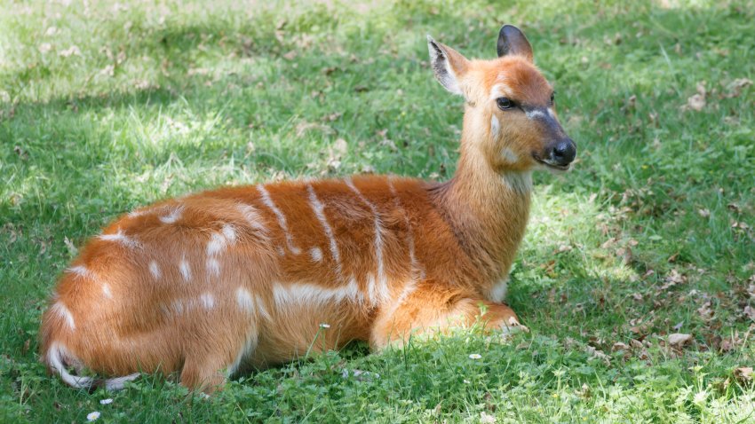 Sitatunga antelope.