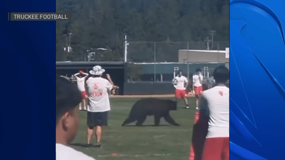 Bear interrupts football practice at California high school