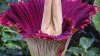 Stinkin' good news: Corpse flower blooming at San Diego Botanic Garden
