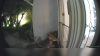 Coyote spotted lurking around Mission Viejo home rams baby gate in standoff with cat