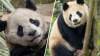 Pandas from China safely arrive at San Diego Zoo