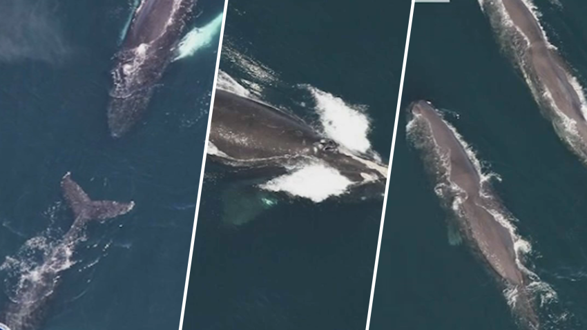 Researchers spotted 161 whales during a recent NOAA flyover near Martha’s Vineyard and Nantucket.