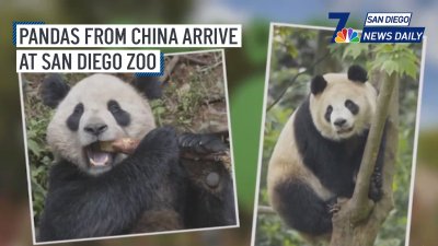 Pandas from China safely arrive at San Diego Zoo | San Diego News Daily