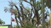 Someone illegally trimmed 12 large trees on Santa Monica Boulevard in West Hollywood