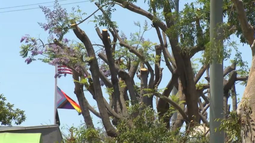 Twelve trees were illegally trimmed in West Hollywood.