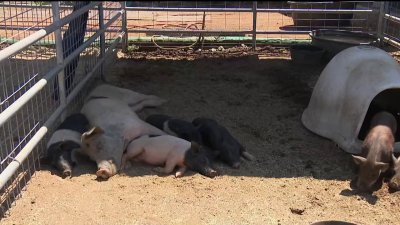 Who let the pigs out? County animal control rescues lost pigs in South Bay neighborhood