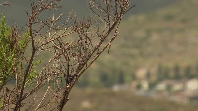 Illegal consumer fireworks pose danger amid hot and dry weather: Cal Fire San Diego
