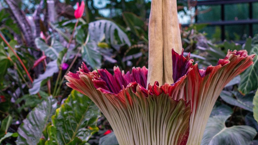 A close look at the Corpse Flower that bloomed in the San Diego Botanic Garden, June 28 2024.