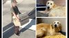 San Diego Humane Society makes contact with person at center of golden-retriever mystery