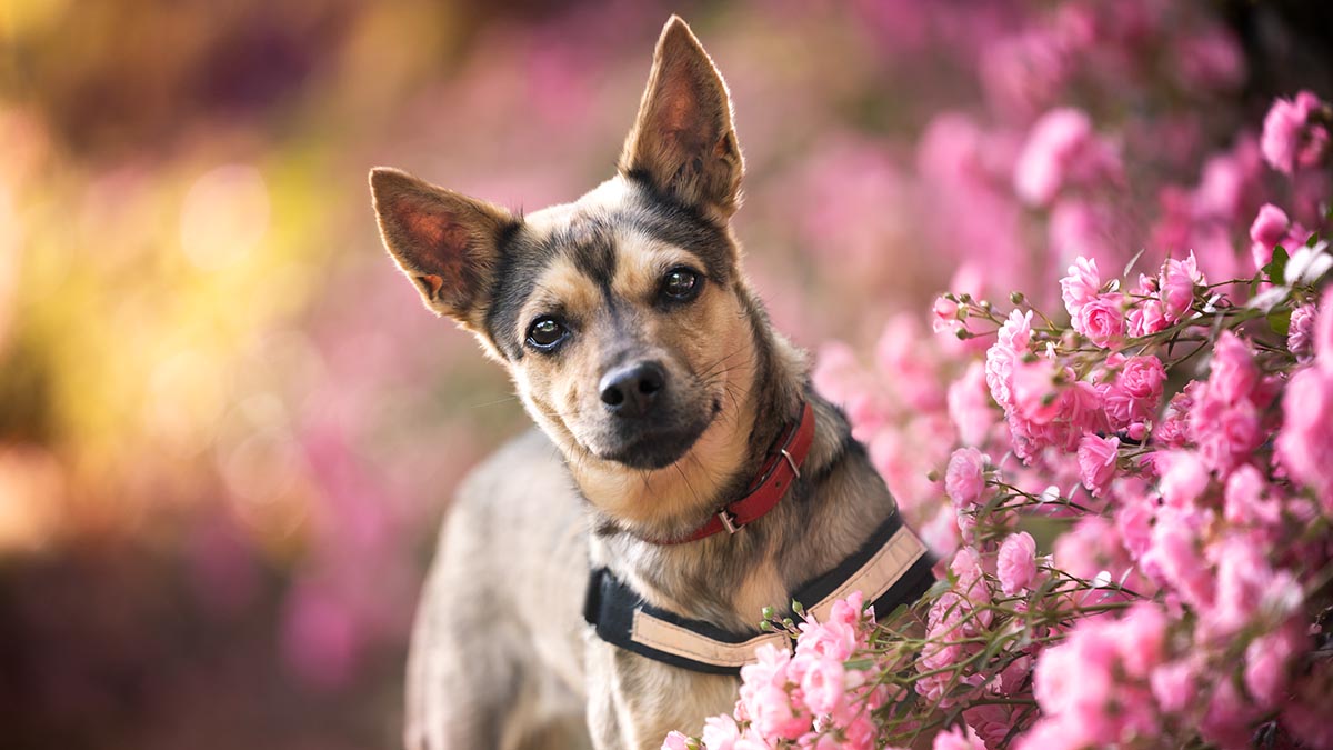 how-to-choose-the-perfect-dog-name-105-cute-ideas-nbc-7-san-diego