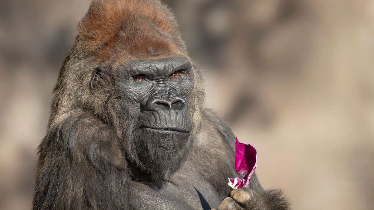 San Diego Zoo Safari Park's beloved silverback gorilla dies at 52