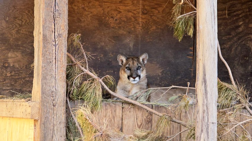 A young mountain lion sits in his habitat at the San Diego Humane Society’s Ramona Wildlife Center, June 26 2024.