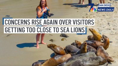 Concerns rise again over visitors getting too close to sea lions | San Diego News Daily