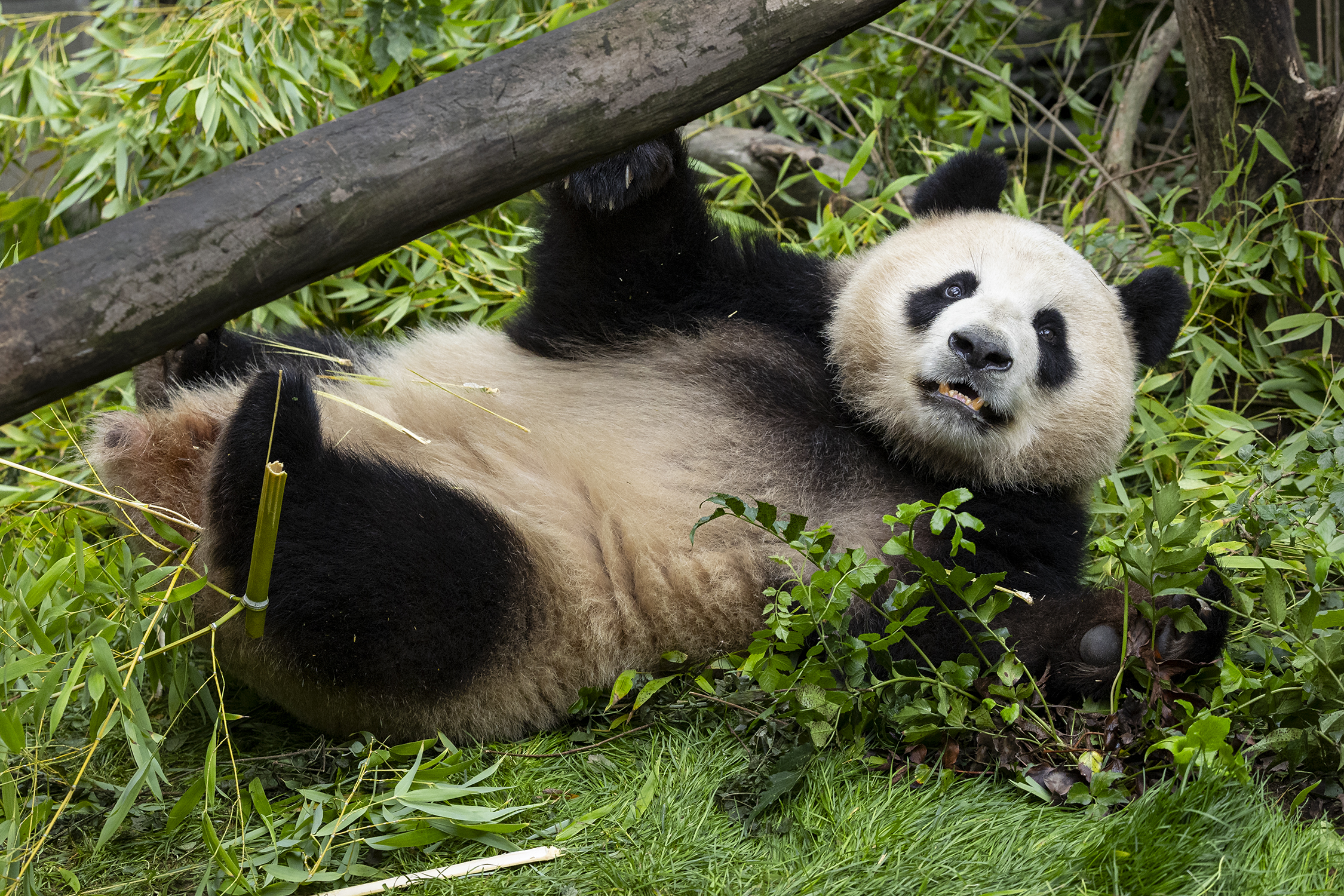 Xin Bao, a nearly four-year-old female, is described as a "gentle and witty introvert with a sweet round face and big ears," a zoo statement reads. Her name means a "new treasure of prosperity and abundance."