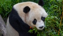 Yun Chuan, a nearly 5-year-old male, is described as mild-mannered, gentle and lovable. He is the son of Zhen Zhen, who was born at the San Diego Zoo in 2007 to parents Bai Yun and Gao Gao.