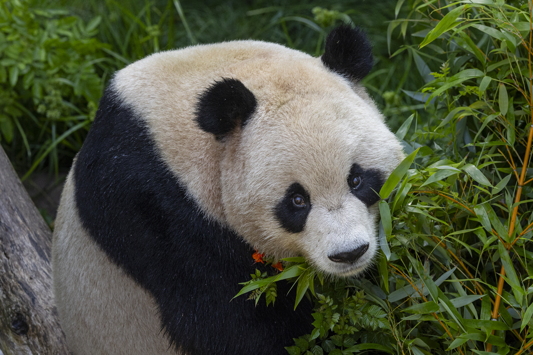 Yun Chuan, a nearly 5-year-old male, is described as mild-mannered, gentle and lovable. He is the son of Zhen Zhen, who was born at the San Diego Zoo in 2007 to parents Bai Yun and Gao Gao.