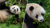 San Diego Zoo shares 1st look at pandas Yun Chuan and Xin Bao in their new habitat